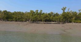 sundarban tours